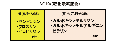 AGEs（糖化最終産物）の説明図