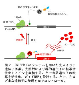 図2　CRISPR-Casシステムを用いた光スイッチ遺伝子医薬