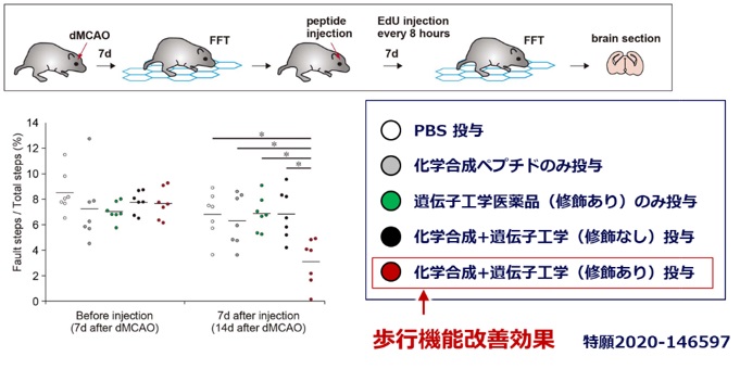 発症7日後の脳梗塞モデルマウスの脳内に超分子ペプチド複合体を単回投与し、歩行機能改善に成功