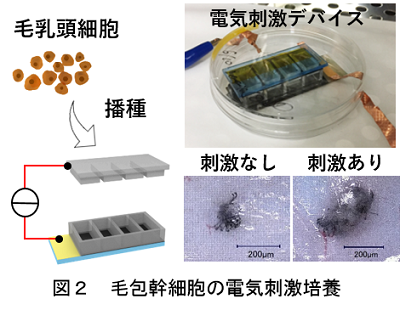 図２　毛包幹細胞の電気刺激培養