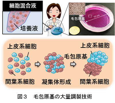 図３　毛包原基の大量調製技術