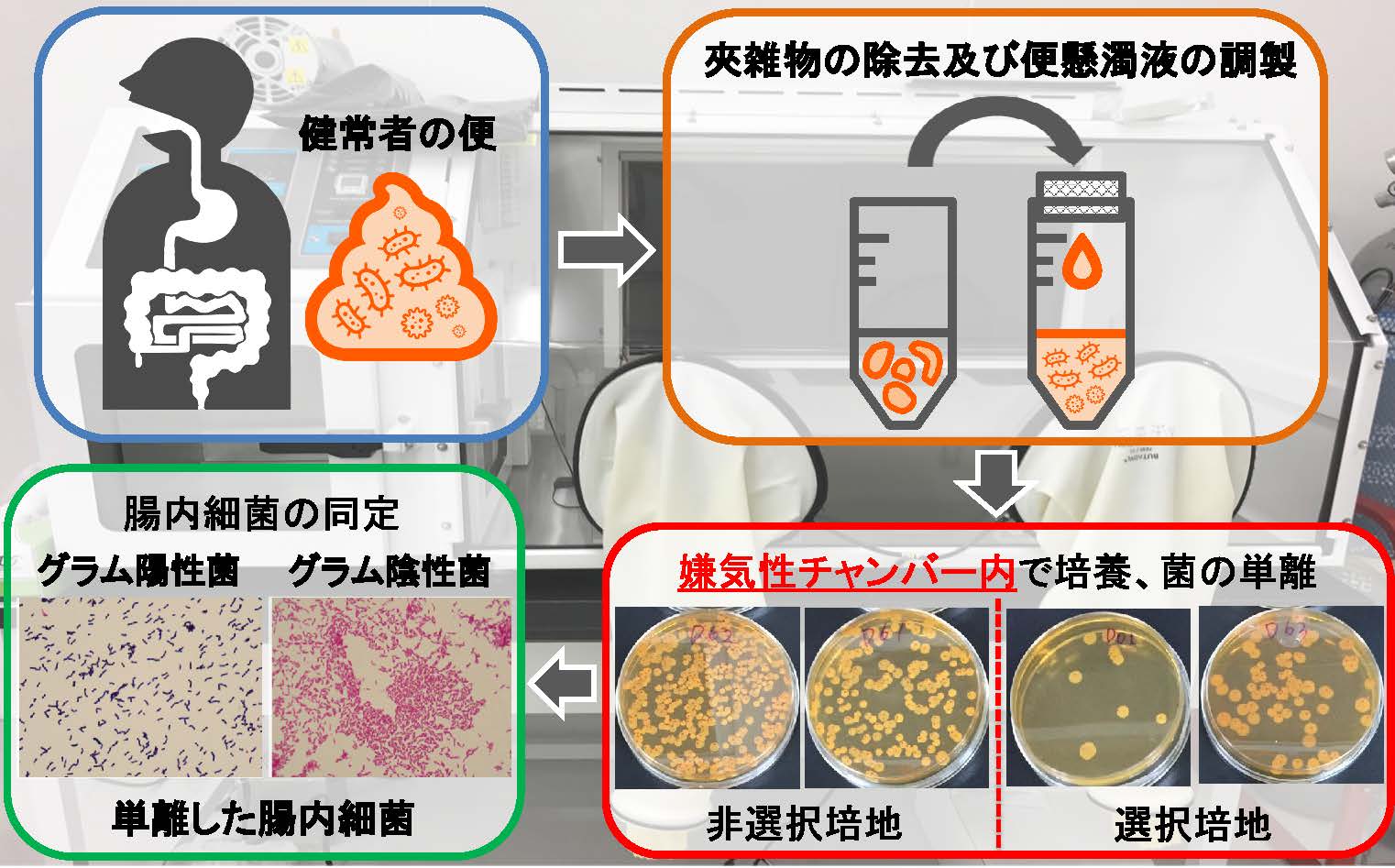 ヒトの便からの腸内細菌の単離方法