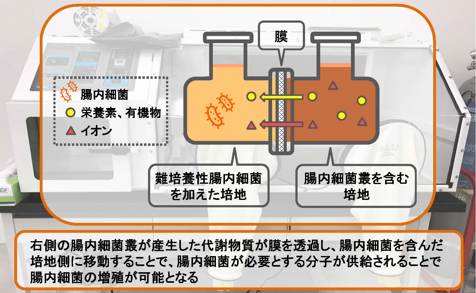 難培養性腸内細菌のための新規腸内細菌培養装置