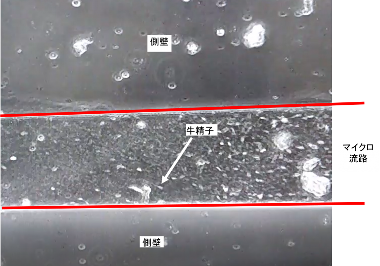 樹脂の親水化処理が牛精子に与える影響を 評価している光学顕微鏡写真