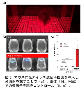 図3　マウスに光スイッチ遺伝子医薬を導入し光照射を施すことで(a)、生体（例、肝臓）での遺伝子発現をコントロール（b、C）