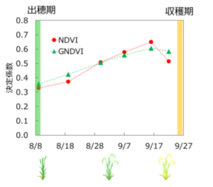 植生指数の推移（楽風舞）のグラフでは、NDVI値とGNDVI値が同様に推移しているが、NDVI値が他方より下がっている時点と上回っている時点が分かれて見て取れる。