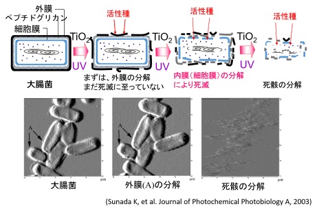 紫外光応答型光触媒による抗菌効果