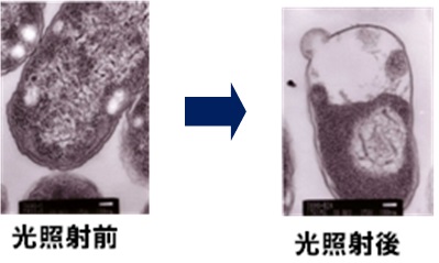 可視光応答型光触媒による抗菌効果