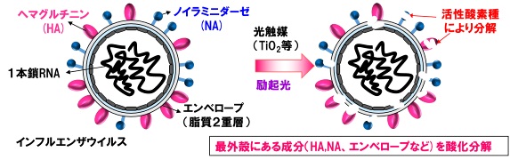 最外殻にある成分（HA, NA, エンベロープなど）を酸化分解する図