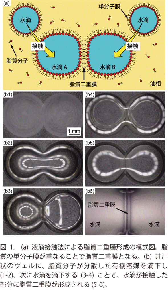 図1　液滴接触法による脂質二重膜形成の模式図