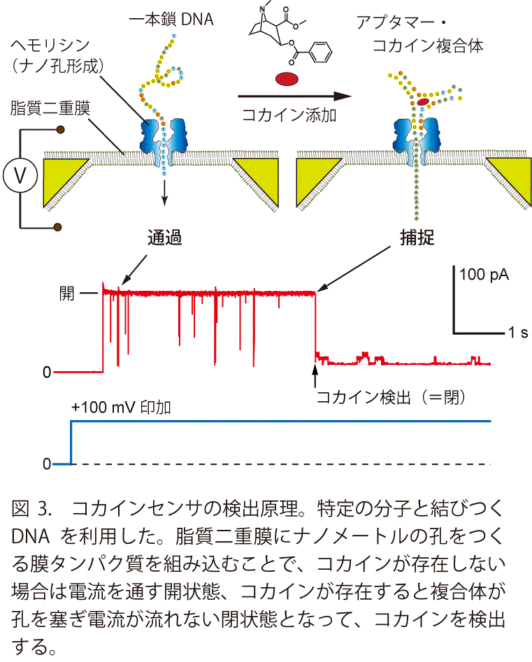 図3　コカインセンサの検出原理