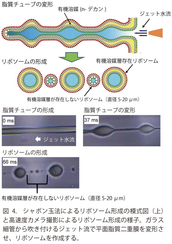 図4　シャボン玉法によるリポソーム形成の模式図と高速度カメラ撮影によるリポソーム形成の様子