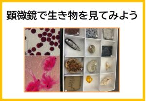 顕微鏡で生き物を見てみよう